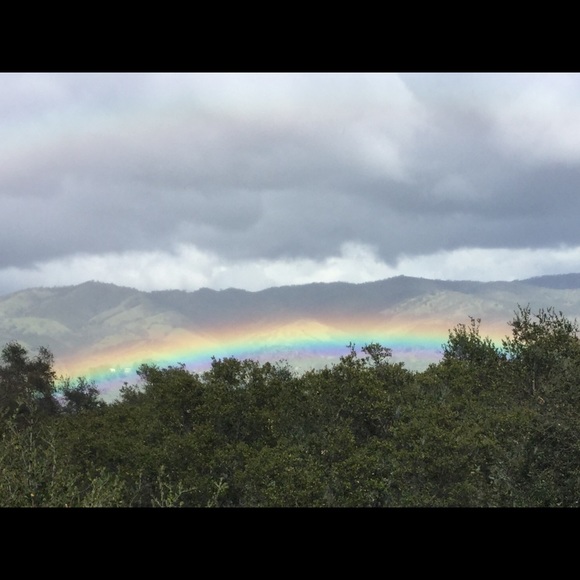 ChinaCatSunflower - Picture 2 of 6